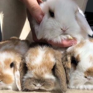 Meet your Posher, Lilly